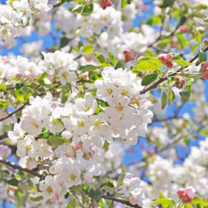 Crabapple Tree 100lt Crabapple Tree 100lt