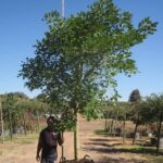 Erythrina Caffra 400lt Common Name: Coast Coral Tree
