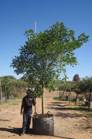 Erythrina Caffra 400lt Common Name: Coast Coral Tree