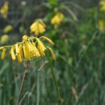 Kniphofia Pauciflora 10lt