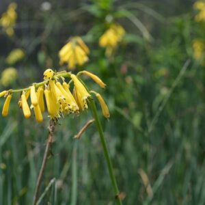 Kniphofia Pauciflora 10lt