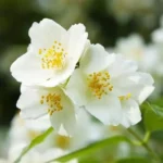 Philadelphus Coronarius 20cm Pot Common Name: Mock Orange, Sweet Mock Orange