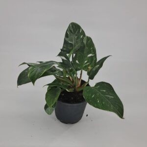 Philodendron White Princess 14cm Pot