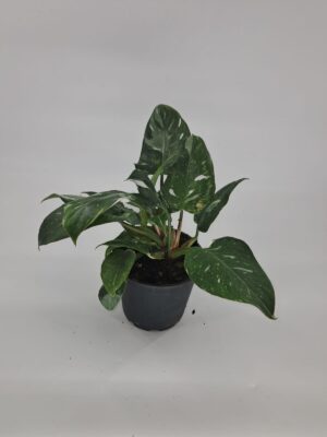Philodendron White Princess 14cm Pot Philodendron White Princess 14cm Pot