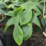 Philodendron Pedatum Florida Green 14cm Pot