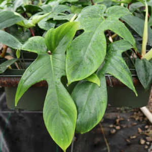 Philodendron Pedatum Florida Green 14cm Pot