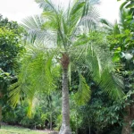 Ravenea Rivularis 125lt Common Name: Majesty Palm