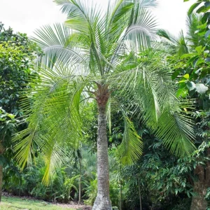 Ravenea Rivularis 125lt Common Name: Majesty Palm