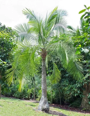 Ravenea Rivularis 125lt Common Name: Majesty Palm