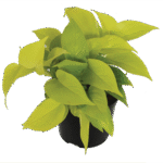 Scindapsus Diamond Lime 15cm Pot Common Name: Diamond Lime Scindapsus
