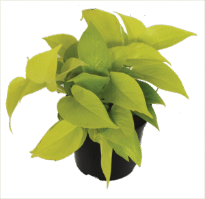 Scindapsus Diamond Lime 15cm Pot Common Name: Diamond Lime Scindapsus