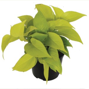 Scindapsus Diamond Lime 15cm Pot Common Name: Diamond Lime Scindapsus