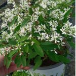 Euphorbia Diamond Star 25cm Hanging Basket Common Name: Diamond Star Euphorbia