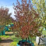 Dodonaea Viscosa Purpurea 250lt Common names: Hopseed Bush, Purple Sand Olive