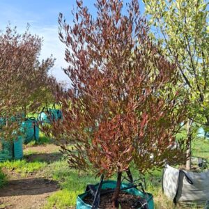 Dodonaea Viscosa Purpurea 250lt Common names: Hopseed Bush, Purple Sand Olive
