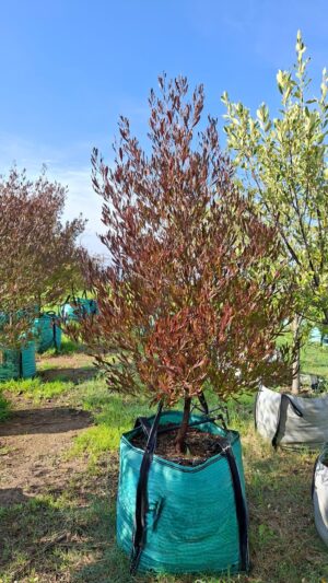Dodonaea Viscosa Purpurea 250lt Common names: Hopseed Bush, Purple Sand Olive