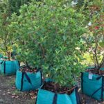Viburnum Sinensis 250lt Common Name: Sweet Viburnum
