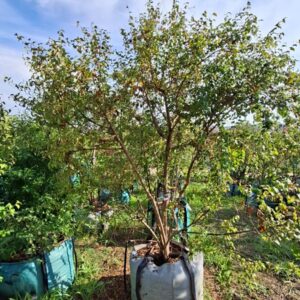 Halleria Lucida 250lt Common Name: Tree Fuchsia