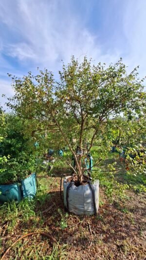 Halleria Lucida 250lt Common Name: Tree Fuchsia