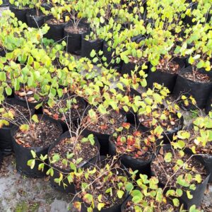 Bauhinia Galpinii 10lt Common Name: Pride Of De Kaap
