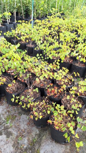 Bauhinia Galpinii 10lt Common Name: Pride Of De Kaap
