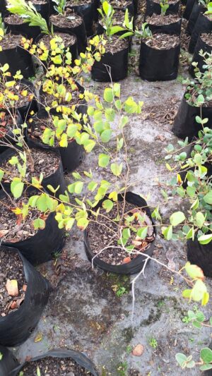 Bauhinia Galpinii 10lt Common Name: Pride Of De Kaap