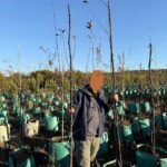 Crabapple Tree 100lt Crabapple Tree 100lt