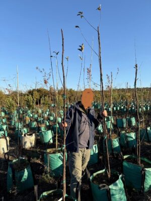 Crabapple Tree 100lt Crabapple Tree 100lt