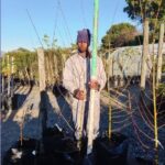 Salix Babylonica Tree 60lt Common Name: Weeping Willow Tree