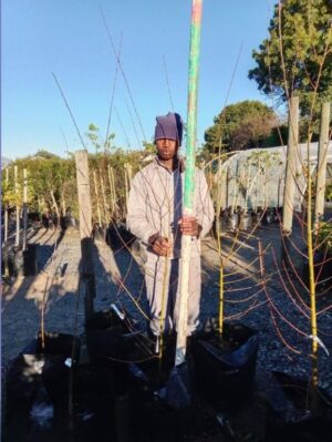 Salix Babylonica Tree 60lt Common Name: Weeping Willow Tree