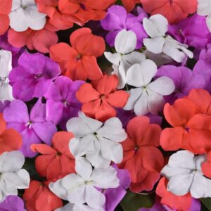 Impatiens 'Beacon Mix' 25cm Hanging Basket
