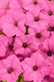 Petunia Vista 'Bubblegum' 25cm Hanging Basket
