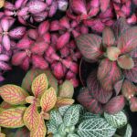 Fittonia 20cm Hanging Basket Common Name: Nerve Plant, Mosaic Plant