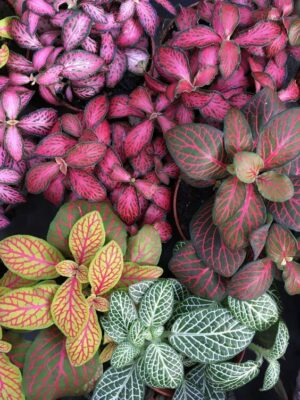 Fittonia 20cm Hanging Basket Common Name: Nerve Plant, Mosaic Plant