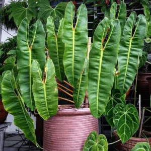 Philodendron Billietiae 14cm Pot Common Name: Emerald Vine Philodendron Billietiae 14cm Pot Common Name: Emerald Vine