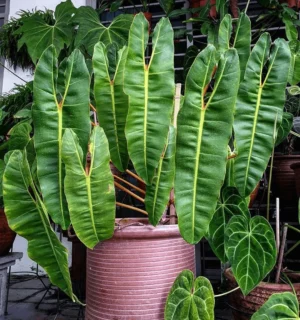 Philodendron Billietiae 14cm Pot Common Name: Emerald Vine Philodendron Billietiae 14cm Pot Common Name: Emerald Vine