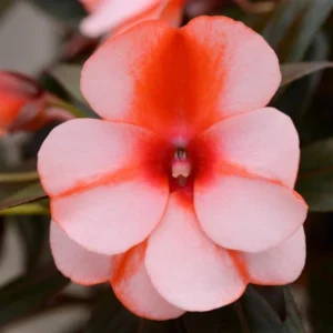 Impatiens New Ginea / Clockwork 19cm Pot