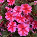 Impatiens 'Sunpatiens Compact in 25cm hanging basket