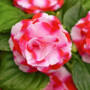 Impatiens 'Glimmer' 25cm Hanging Basket