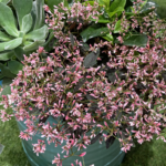 Euphorbia 'Tickled Pink' TM Proven Winner 25cm Handging Basket Common Name: Tickled Pink Euphorbia