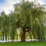 Salix Babylonica Tree 60lt Common Name: Weeping Willow Tree