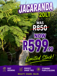 Jacaranda Mimosifolia 20lt
