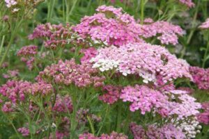 Achillea Hybrida Apple Blossom 19cm Pot Achillea Hybrida Apple Blossom 19cm Pot