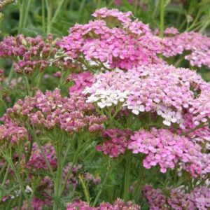 Achillea Hybrida Apple Blossom 19cm Pot