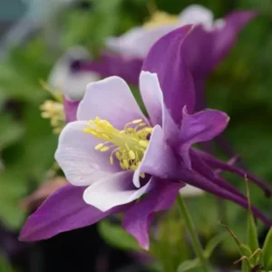Aquilegia ‘Earlybird’ 15cm Pot