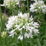 Agapanthus White Pixie 19cm Pot