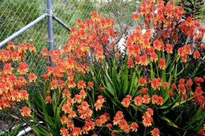 Aloe 'Camperi' 4lt Aloe 'Camperi' 4lt