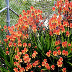 Aloe 'Camperi' 4lt Aloe 'Camperi' 4lt