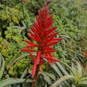Aloe Mr Winter 4lt Aloe Mr Winter 4lt