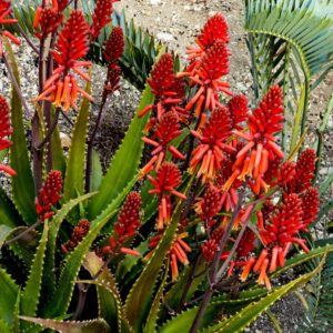 Aloe Cameronii 4lt Common Name: Red Aloe, Cameron's Aloe Aloe Cameronii 4lt Common Name: Red Aloe, Cameron's Aloe